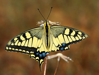 Image showing Swallowtail butterfly