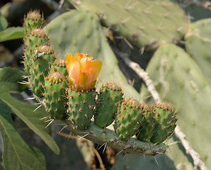 Image showing Flower and fruit ovary of cactus.
