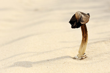 Image showing Dry mushroom in the sand