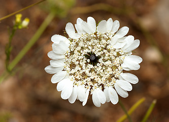 Image showing Flower of Izrael.