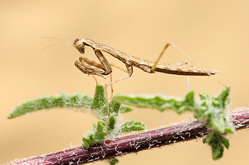 Image showing Tiny mantis