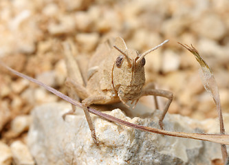 Image showing Grasshopper