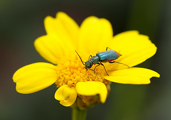 Image showing Beetle on the flower.