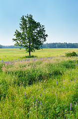 Image showing Lonely tree in the meadow