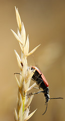 Image showing Beetle on spikelet