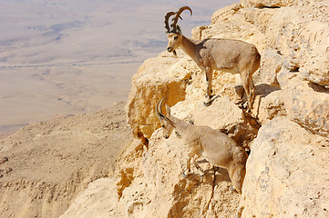 Image showing Mountain goats in the Makhtesh Ramon