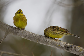 Image showing Yellowhammers