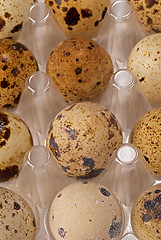 Image showing Quail eggs