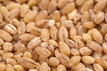 Image showing Barley