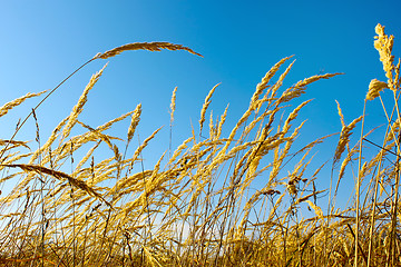 Image showing Tops dry cereal weeds