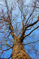 Image showing Coma oak aphyllous