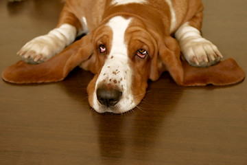 Image showing basset hound