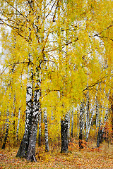 Image showing Watercolors of autumn