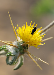 Image showing A beetle on the prickly flower.