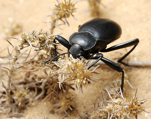 Image showing Darkling beetle on the sand