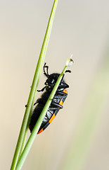 Image showing Blister beetle on a flower