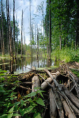 Image showing Beaver Dam