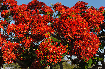 Image showing Flowers of Israel - Delonix regia