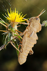 Image showing Grasshopper on prickly flower