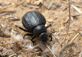 Image showing Darkling beetle on the sand