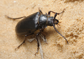 Image showing Longhorn beetle
