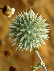 Image showing Blossoming thorn 