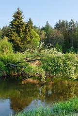 Image showing River in the forest