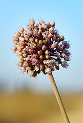 Image showing Flower of Izrael.