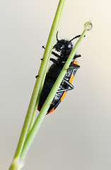 Image showing Blister beetle on a flower