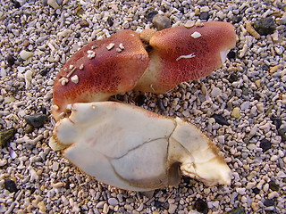 Image showing Crab's claw