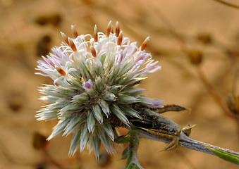 Image showing Blossoming thorn 
