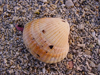 Image showing Shell
