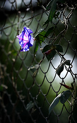 Image showing Flower of decorative Convolvulus