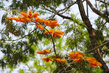 Image showing Flowers of Israel