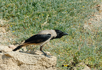 Image showing Crow on stone 