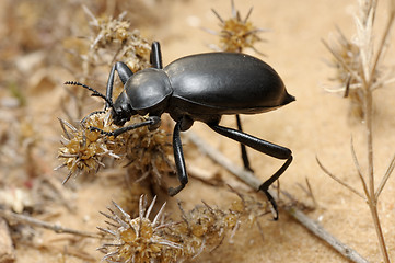 Image showing Darkling beetle on the sand