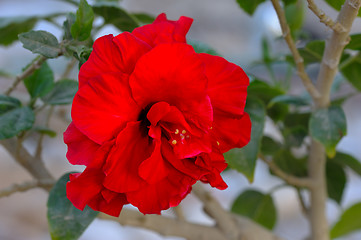 Image showing Flowers of Israel