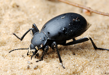 Image showing Darkling beetle on the sand