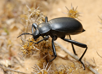 Image showing Darkling beetle on the sand