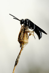 Image showing Small black bee on the dry plant