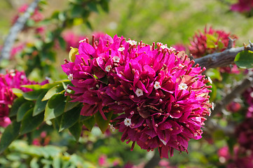 Image showing Flowers of Israel