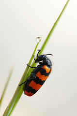 Image showing Blister beetle on a flower