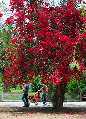 Image showing Flowers of Israel