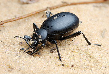 Image showing Darkling beetle on the sand