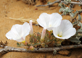 Image showing Bindweed on the sand