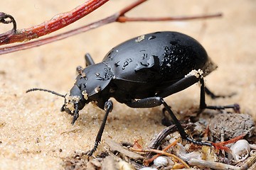 Image showing Darkling beetle on the sand