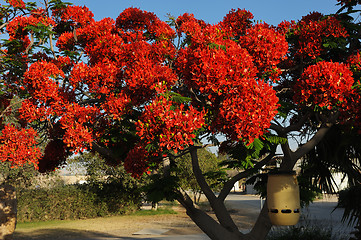 Image showing Flowers of Israel - Delonix regia