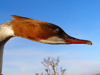 Image showing Head of  fish duck