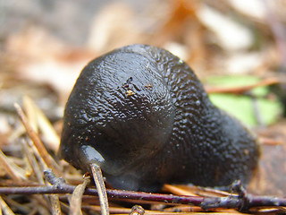 Image showing Slug