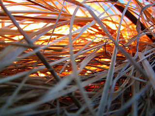 Image showing Dry grass on fire